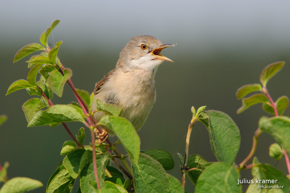 Dorngrasmücke (Sylvia communis)