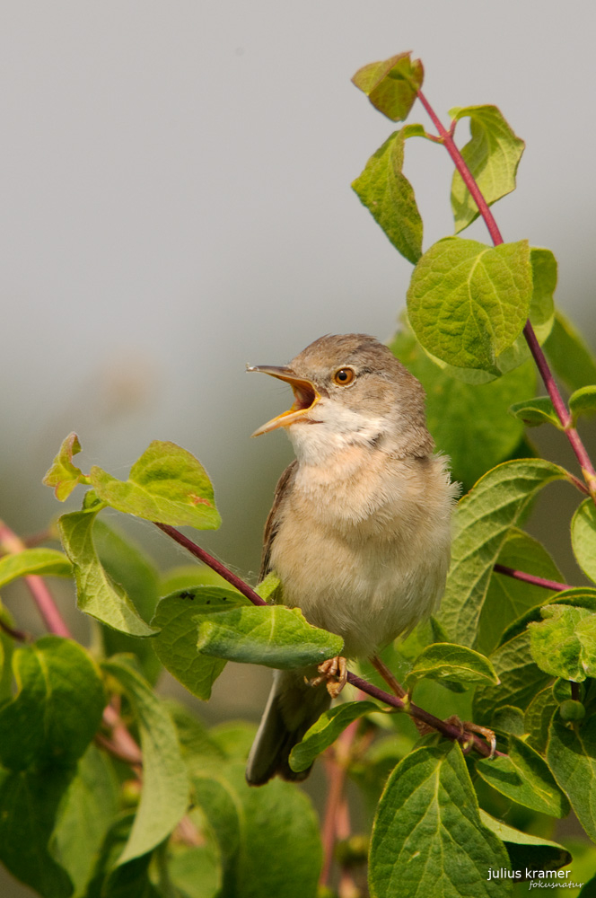 Dorngrasmücke (Sylvia communis)