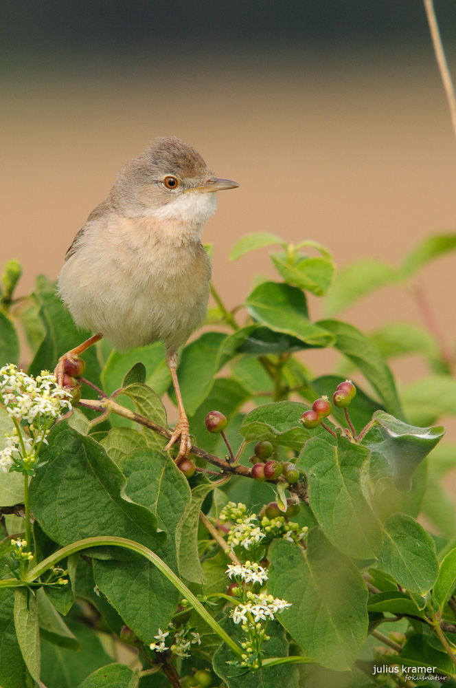 Männliche Dorngrasmücke (Sylvia communis)