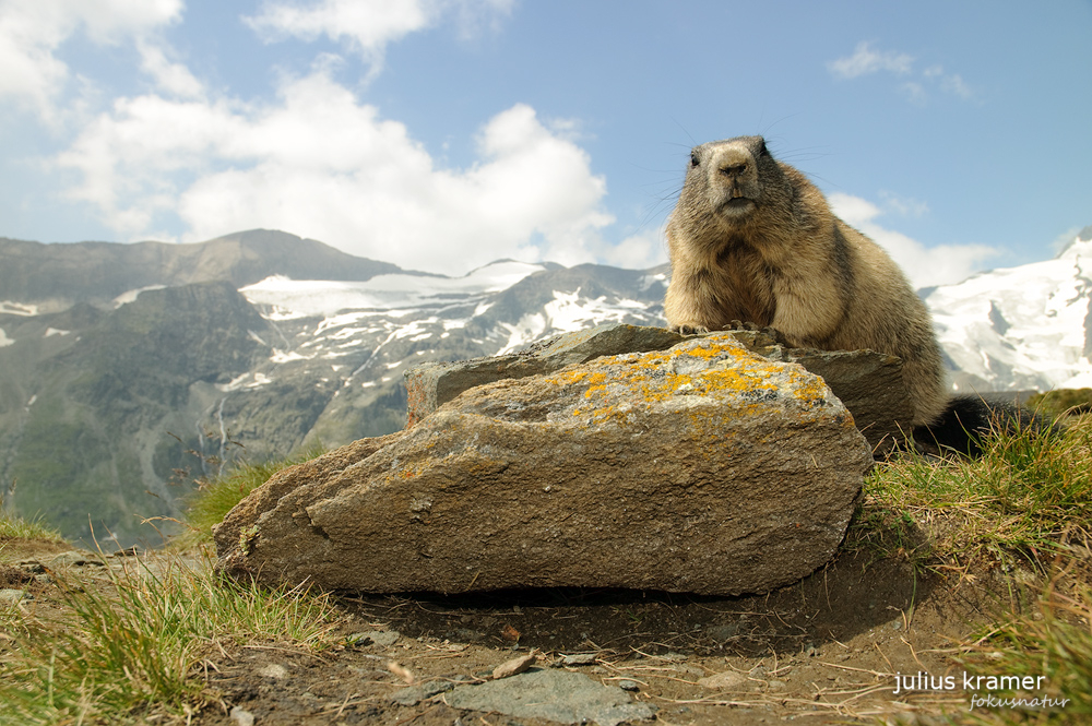 Alpen und Murmeltier (Marmota marmota)