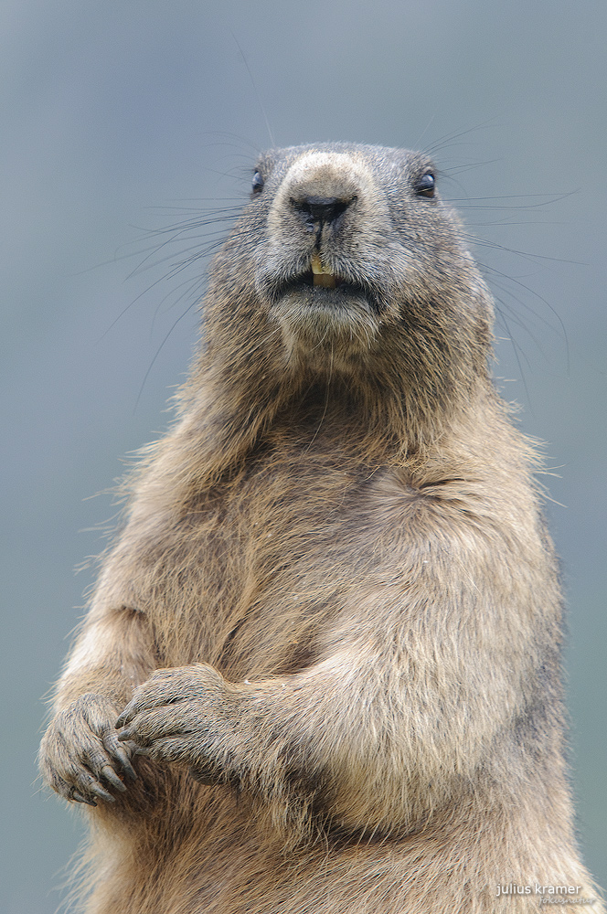 Wachsames Murmeltier (Marmota marmota)