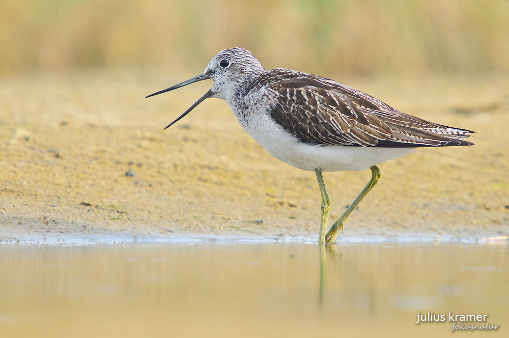 Grünschenkel (Tringa nebularia)