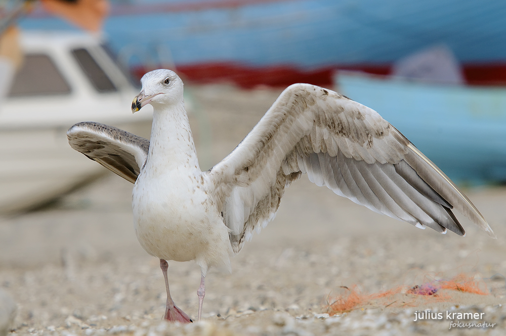 Mantelmöwe (Larus marinus)