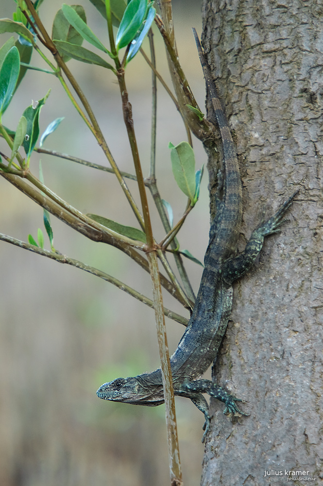 Weiblicher Utila-Leguan