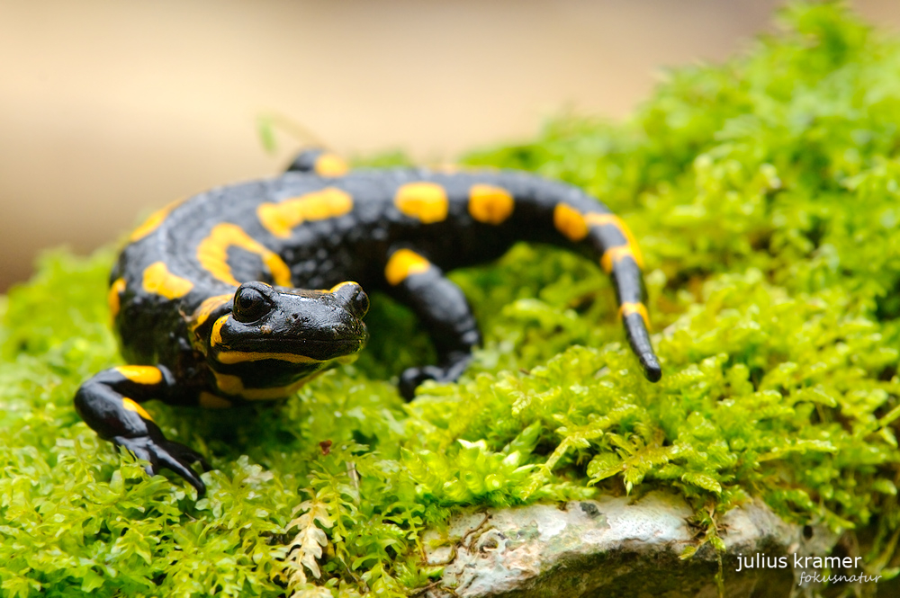 Feuersalamander (Salamandra salamandra)