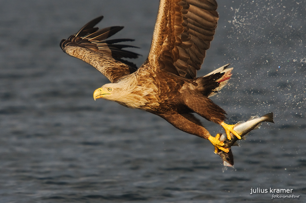 Seeadler (Haliaeetus albicilla) mit Fisch