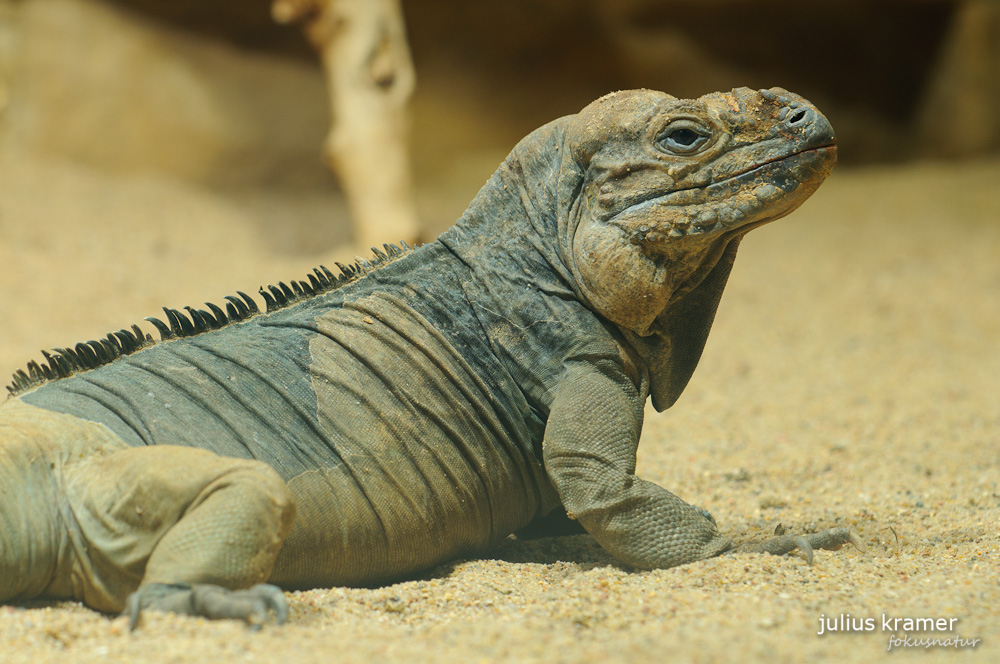 Nashornleguan (Cyclura cornuta)