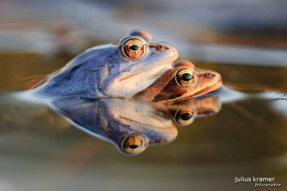 Moorfrosch (Rana arvalis)