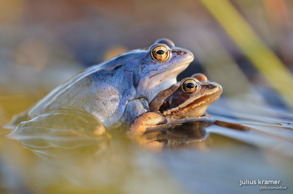 Moorfrosch (Rana arvalis)