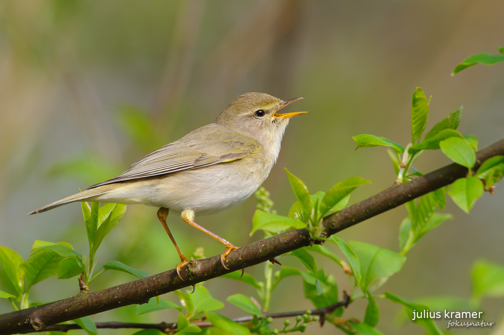 Fitis (Phylloscopus trochilus)