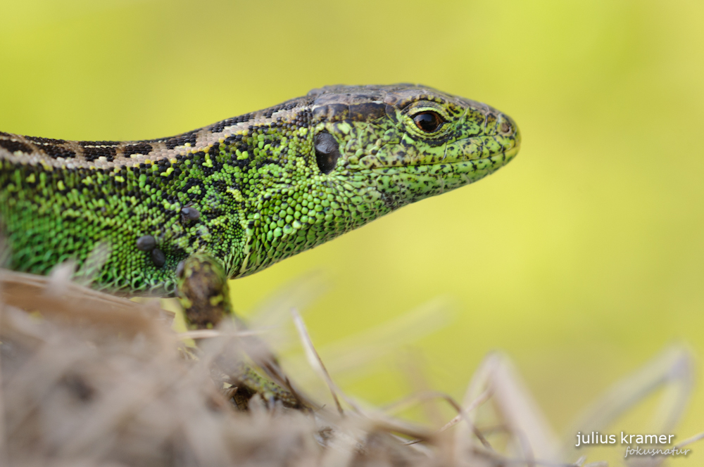 Zauneidechse (Lacerta agilis)