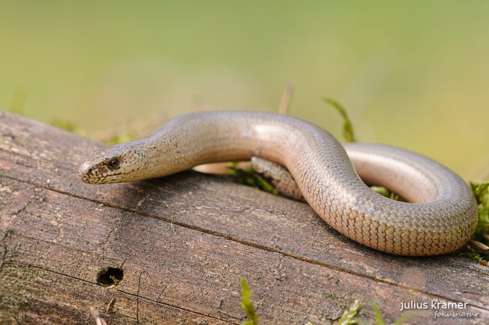 Blindschleiche (Anguis fragilis)