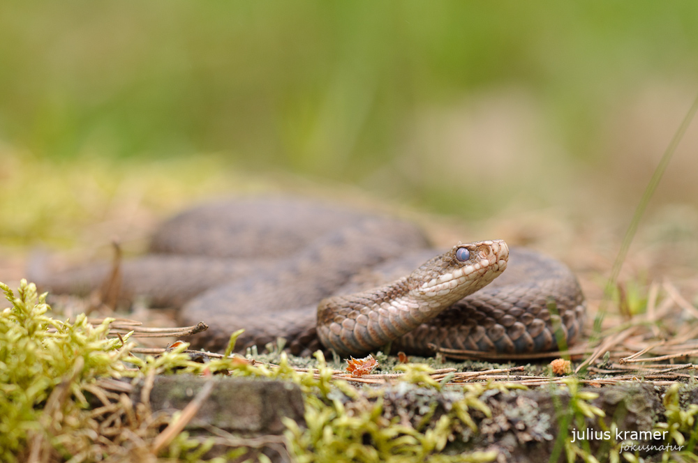 Kreuzotterweibchen (Vipera berus)