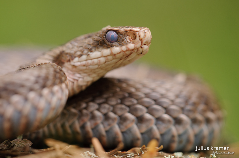 Kreuzotterweibchen (Vipera berus)