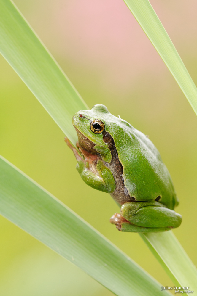 Laubfrosch (Hyla arborea)