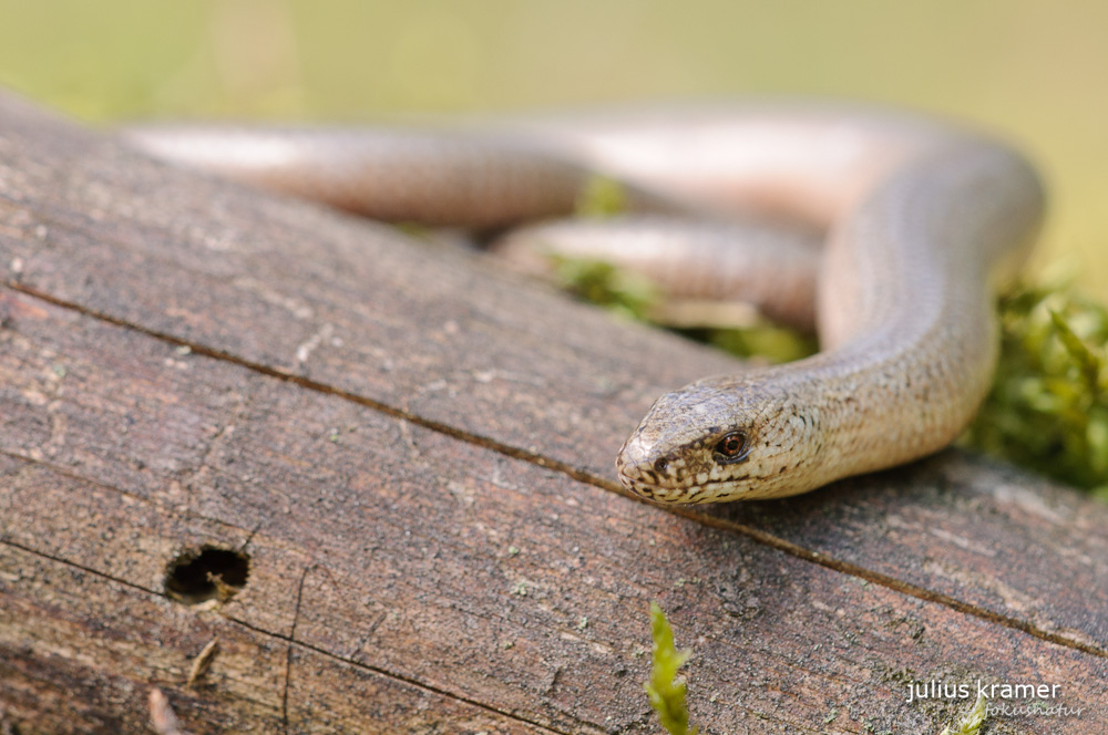 Blindschleiche (Anguis fragilis)