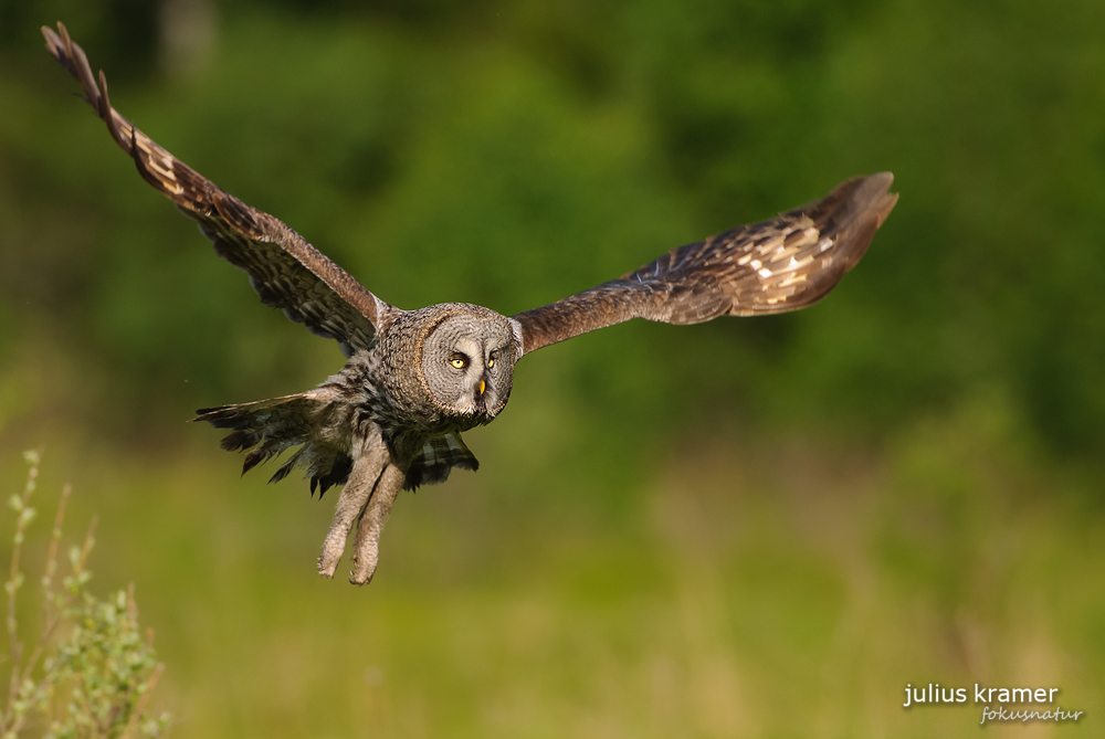 Bartkauz (Strix nebulosa)