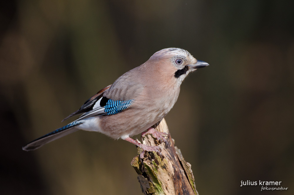 Eichelhäher (Garrulus glandarius)