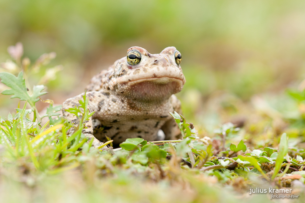 Kreuzkröte (Bufo calamita)