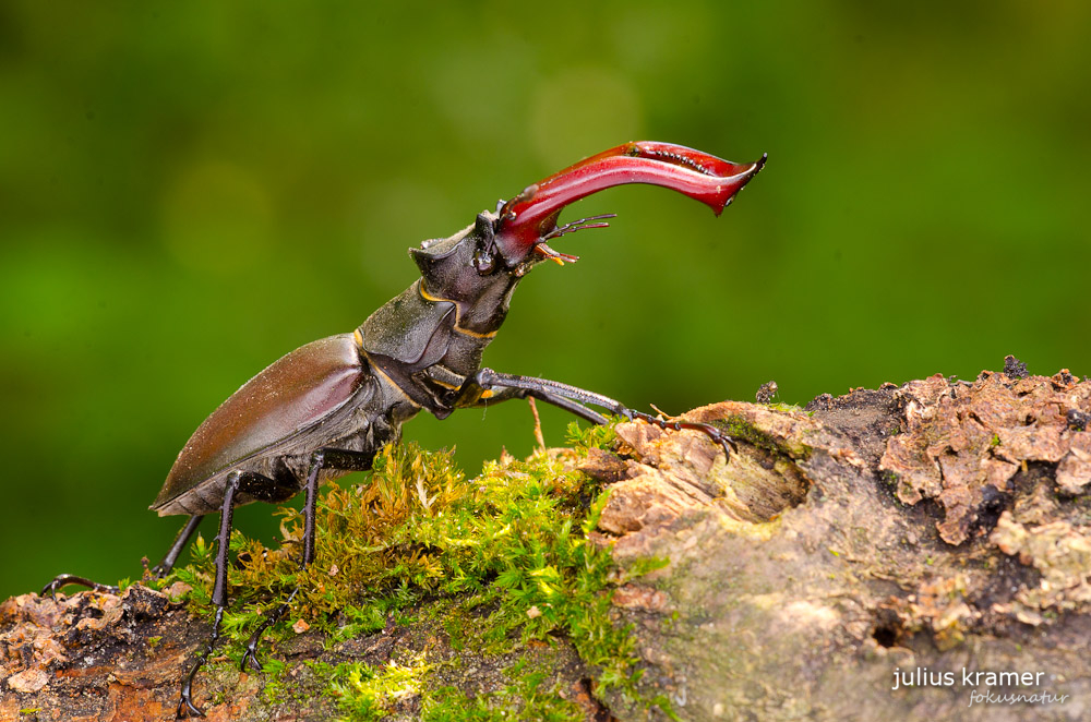 Hirschkäfer (Lucanus cervus)