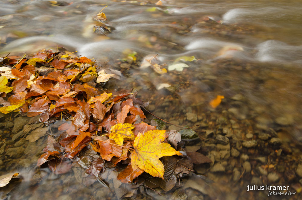 Herbstwald