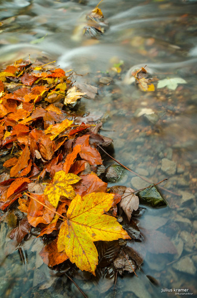 Herbstwald