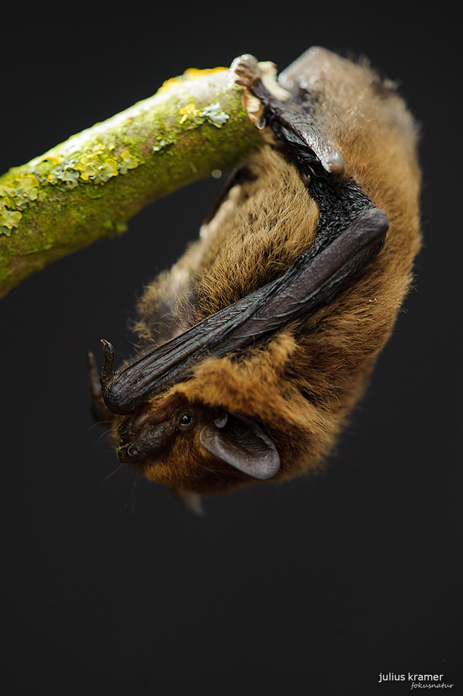 Zwergfledermaus (Pipistrellus pipistrellus)