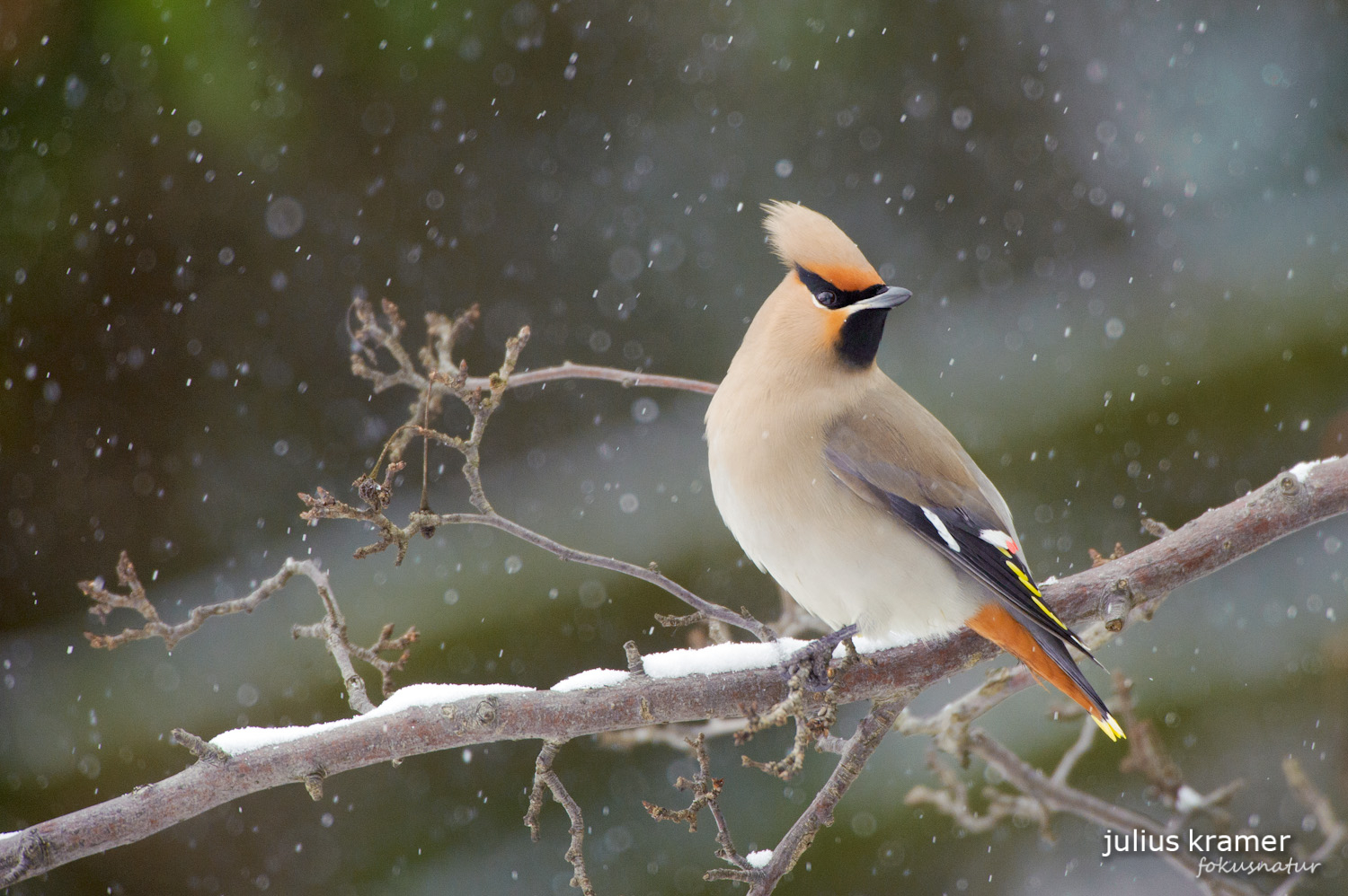 Seidenschwanz (Bombycilla garrulus)