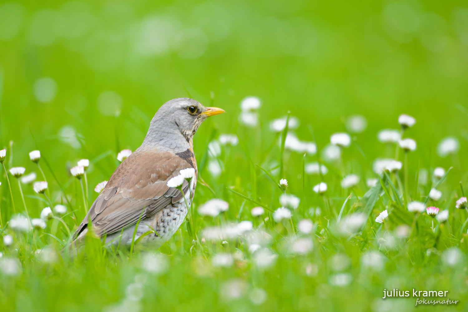 Wacholderdrossel (Turdus pilaris)