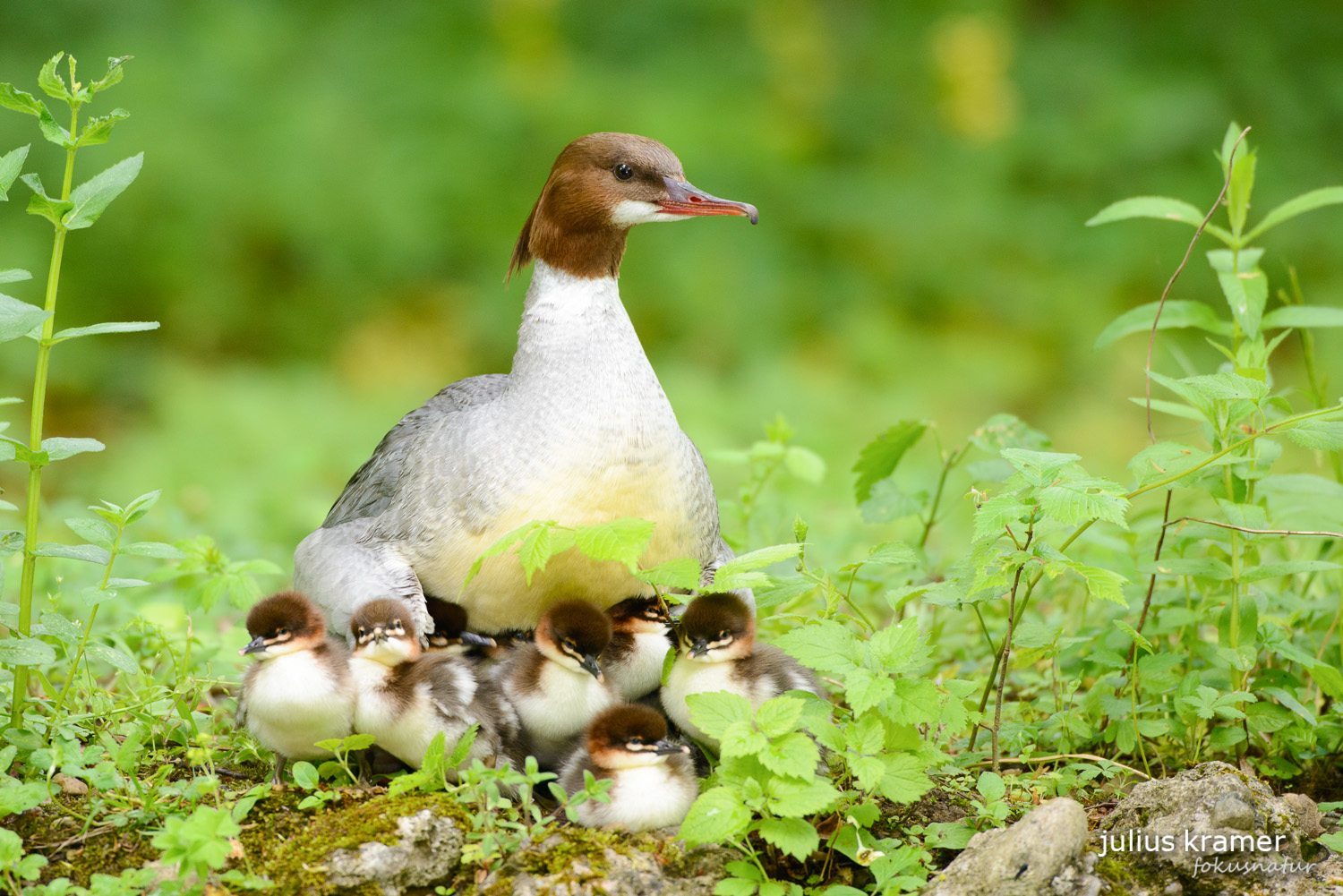 Gänsesäger (Mergus merganser)