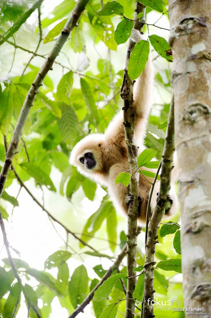 Weißhandgibbon (Hylobates lar)