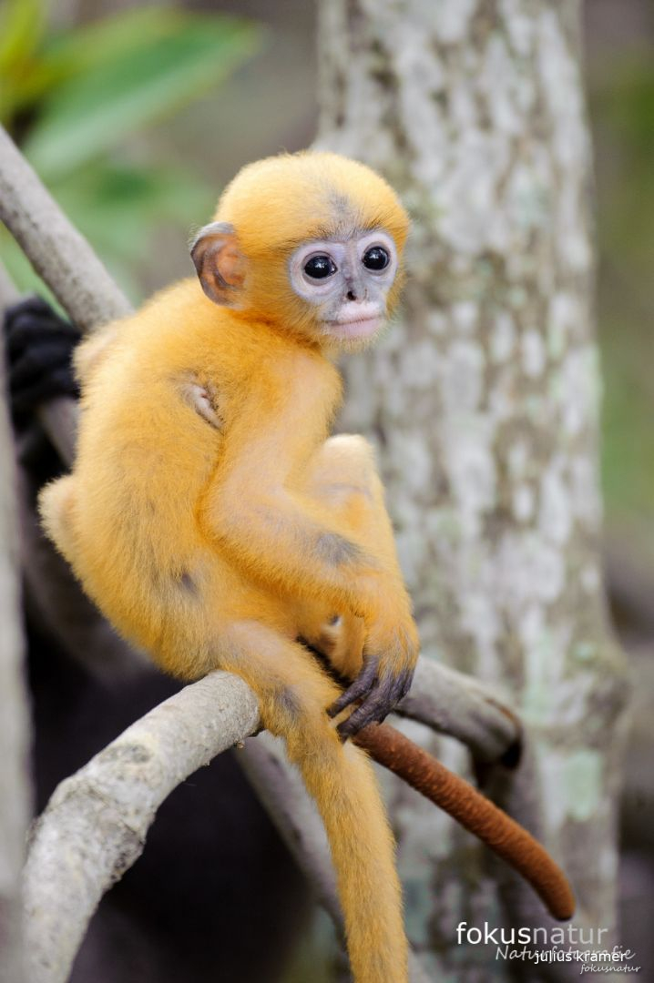 Südlicher Brillenlangur (Trachypithecus obscurus)