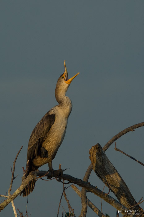 Ohrenscharbe (Phalacrocorax auritus)