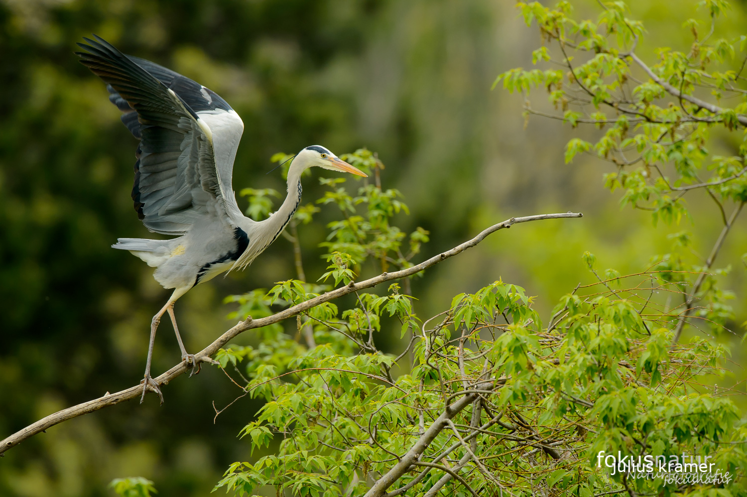 Graureiher (Ardea cinerea) in der Kolonie