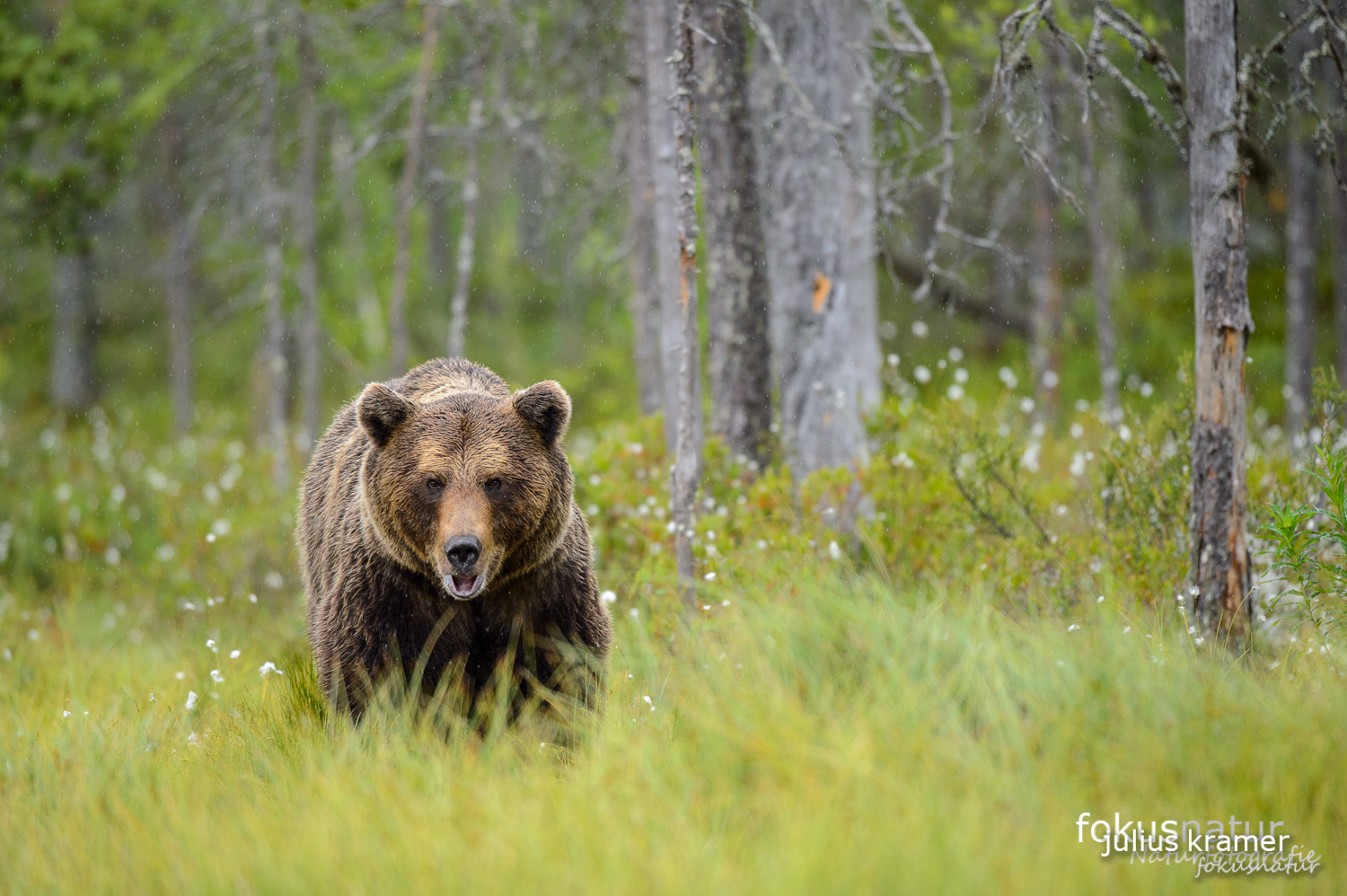 Wilder Braunbär (Ursos arctos)