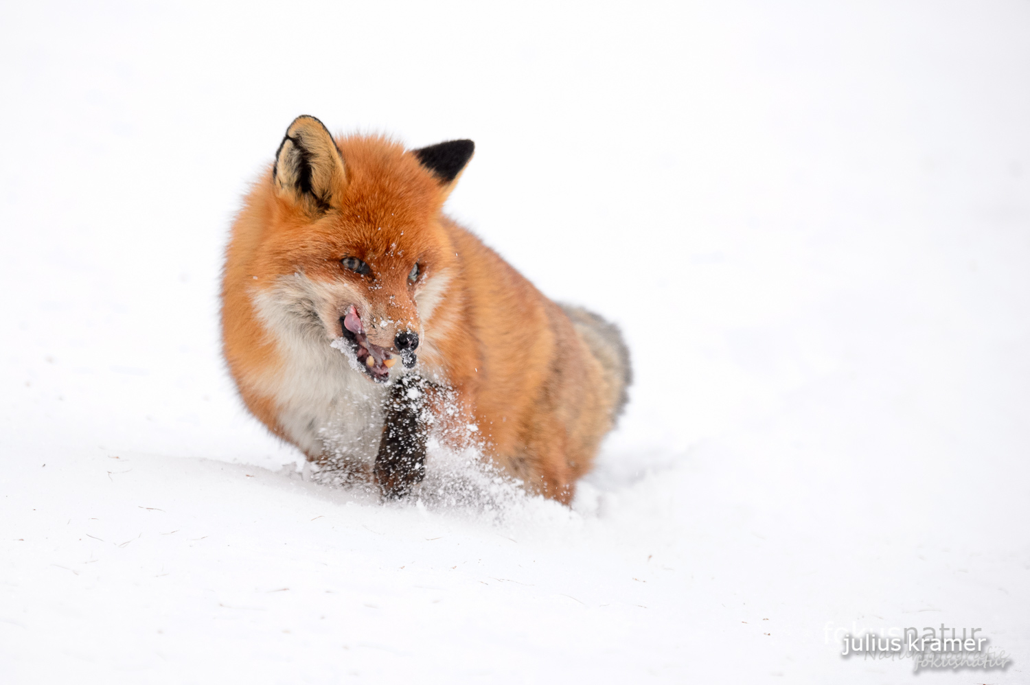 Rotfuchs im Winter