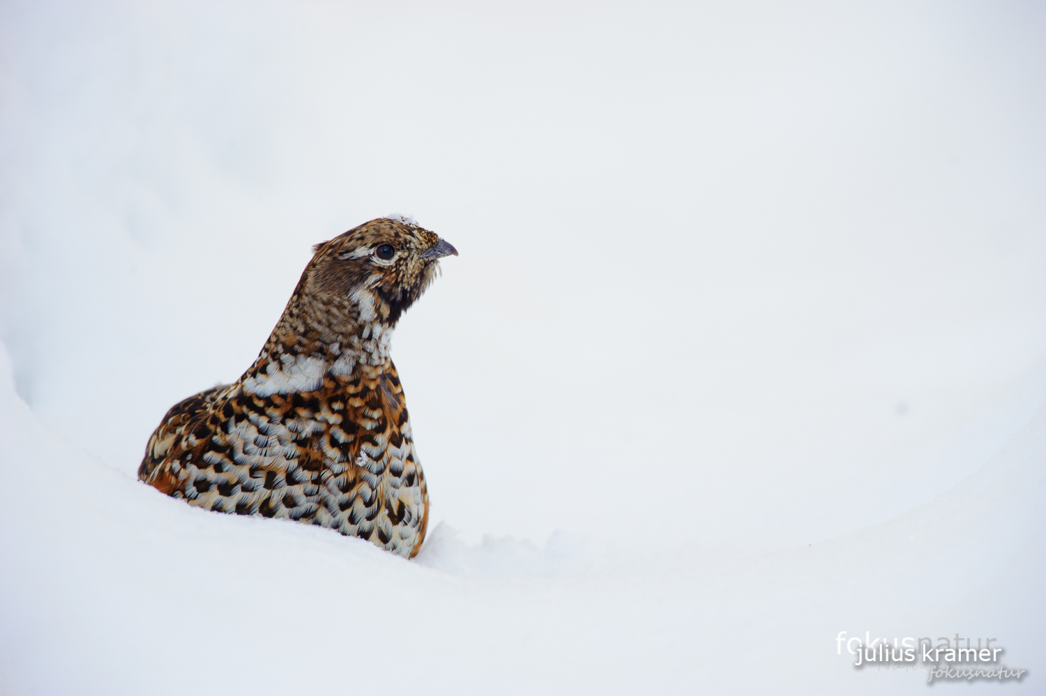 Haselhuhn im Tiefschnee