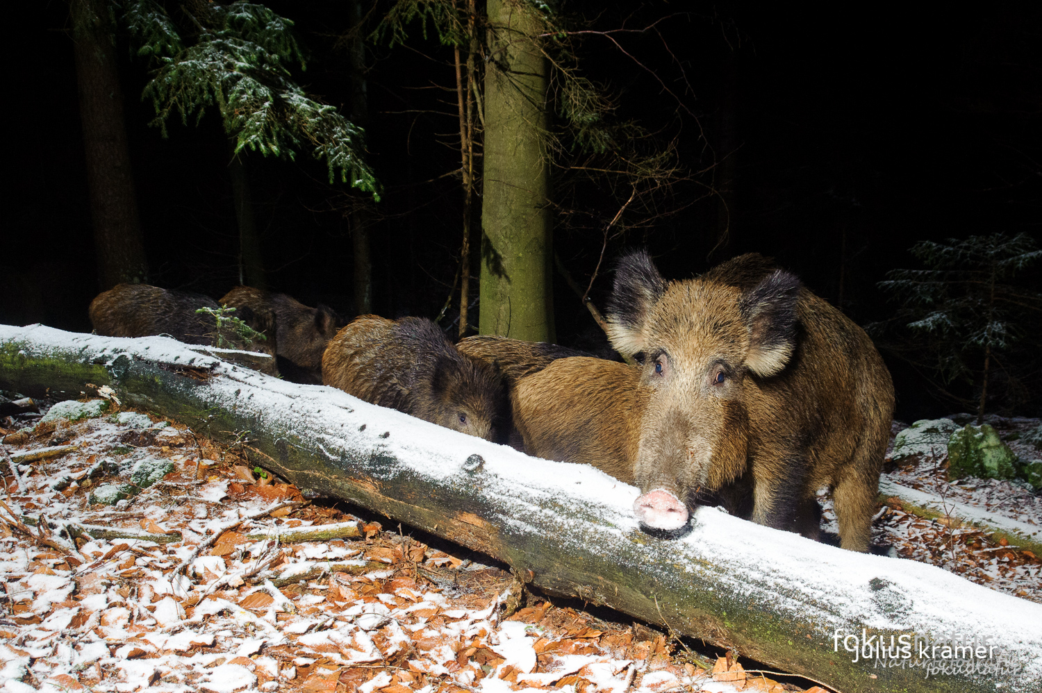 Wildschweinrotte