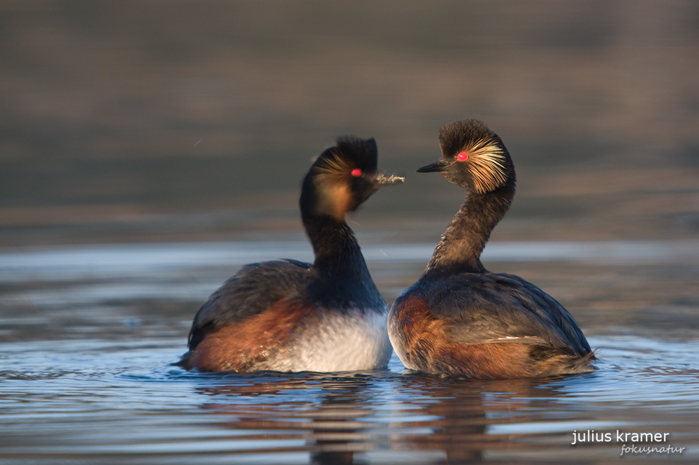 Schwarzhalstaucher (Podiceps nigricollis)