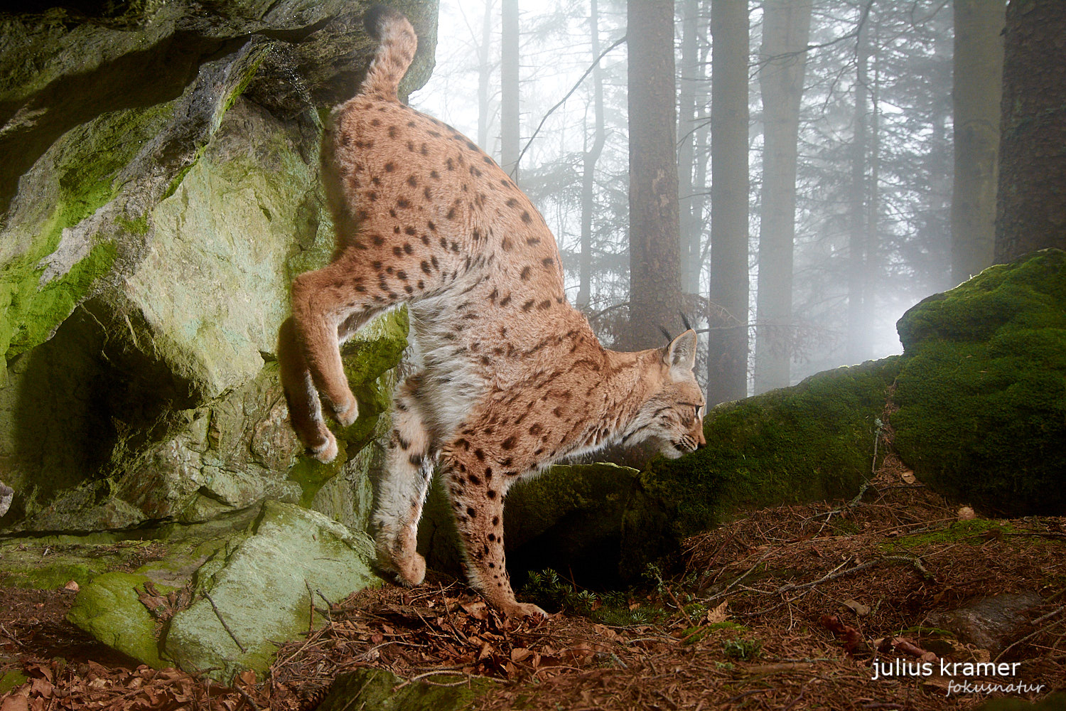 Eurasischer Luchs (Lynx lynx)