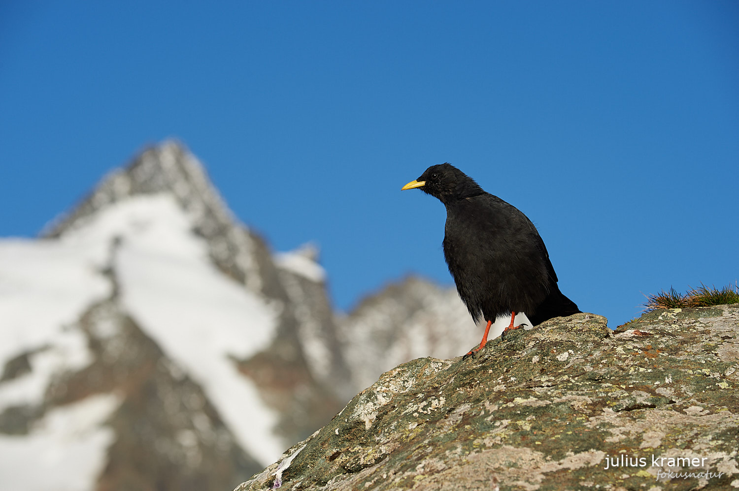 Alpendohle (Pyrrhocorax graculus)