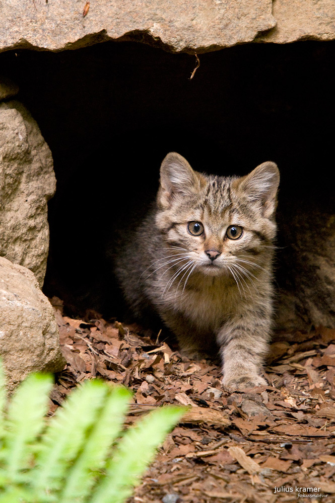 Wildkatze (Felis silvestris)