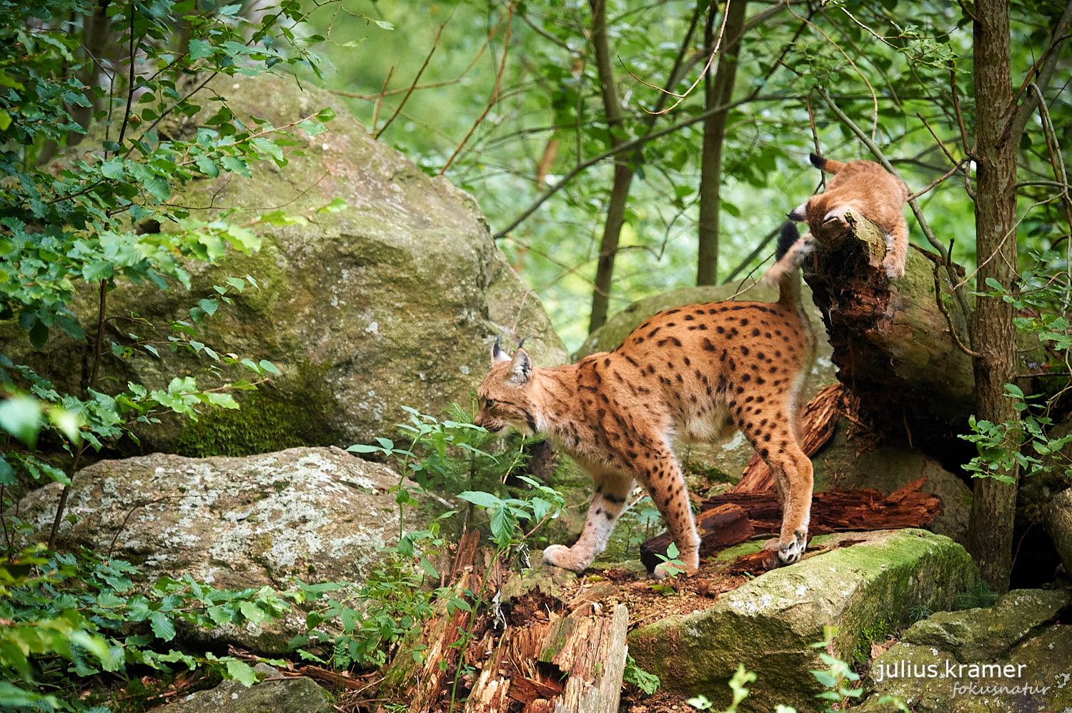 Luchs mit Jungen