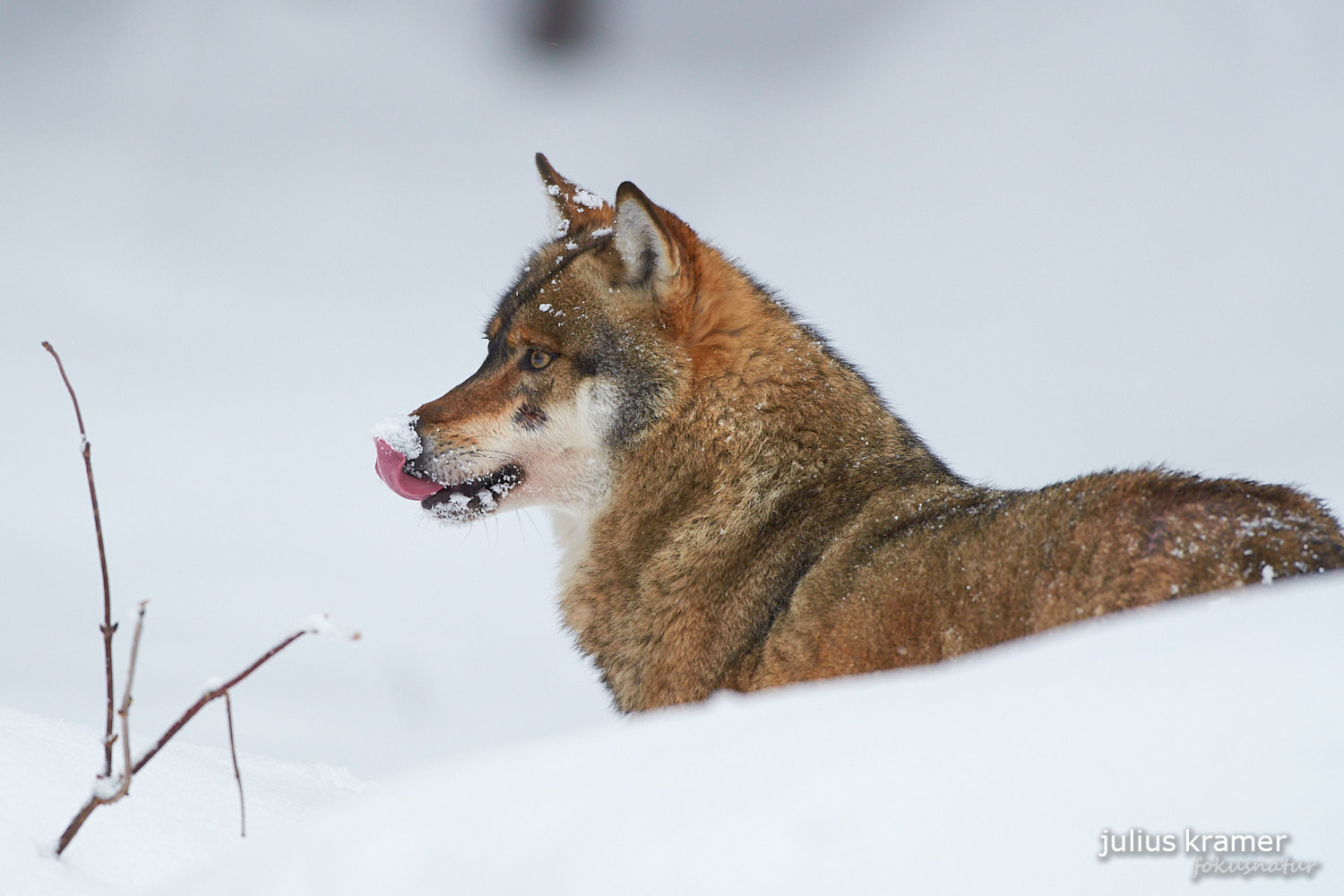 Wolf im Schnee