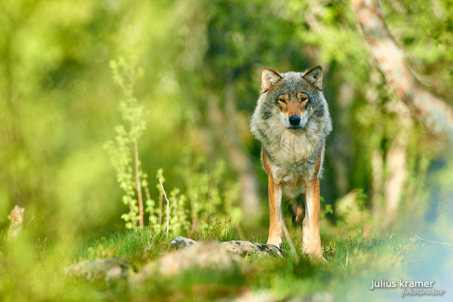 Europäischer Wolf (Canis lupus)