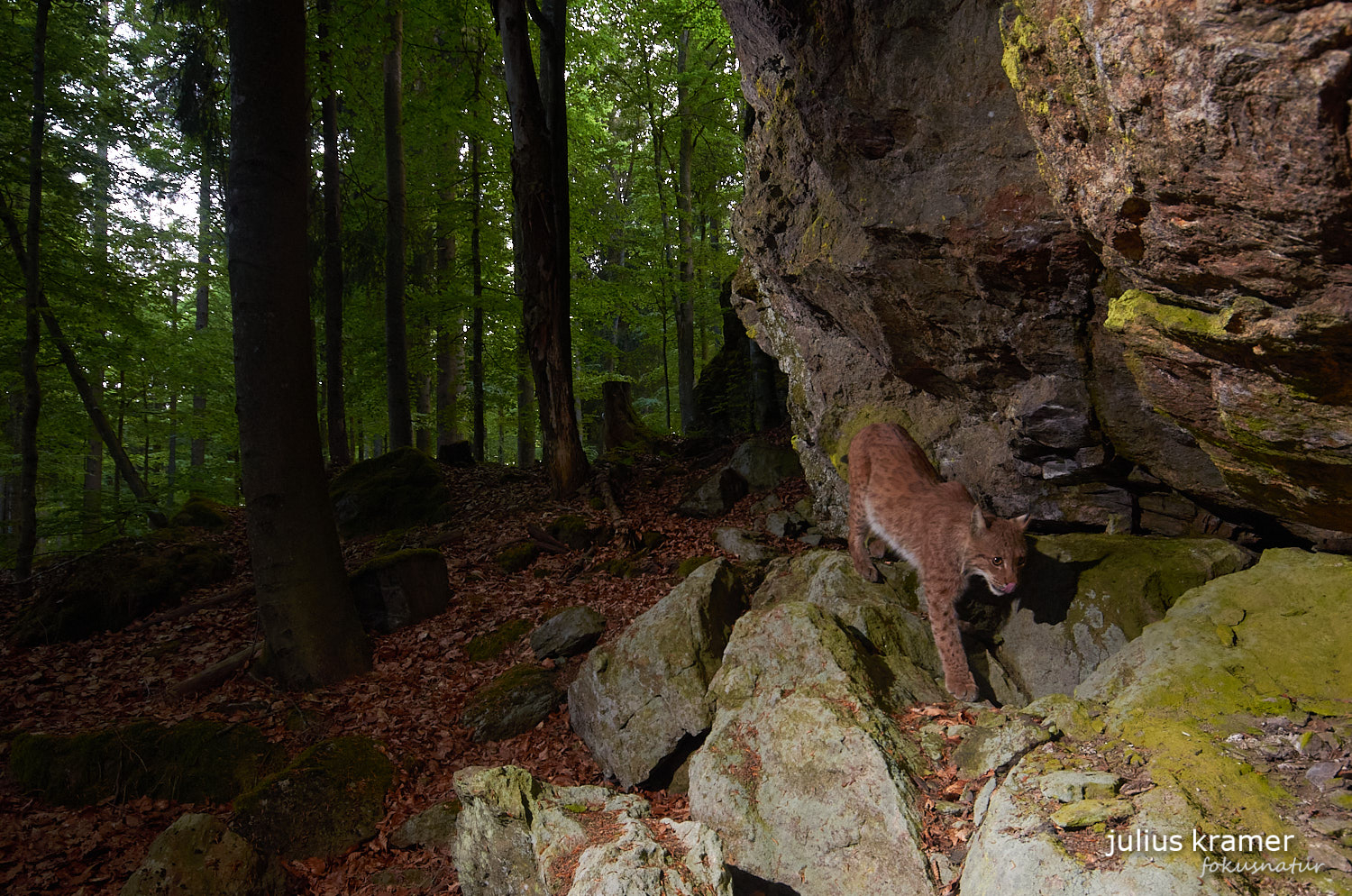 Luchs (Lynx lynx)