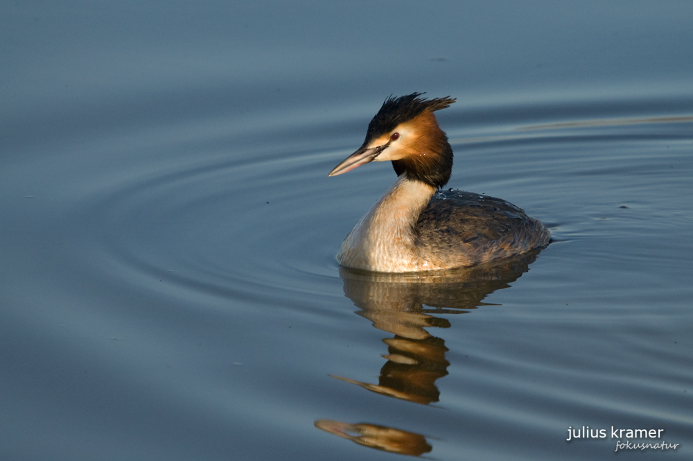 Haubentaucher (Podiceps cristatus)