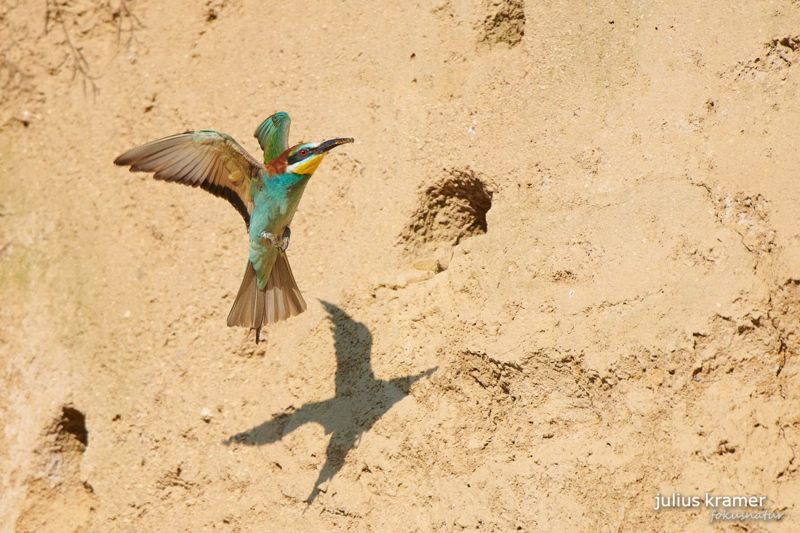 Bienenfresser im Flug