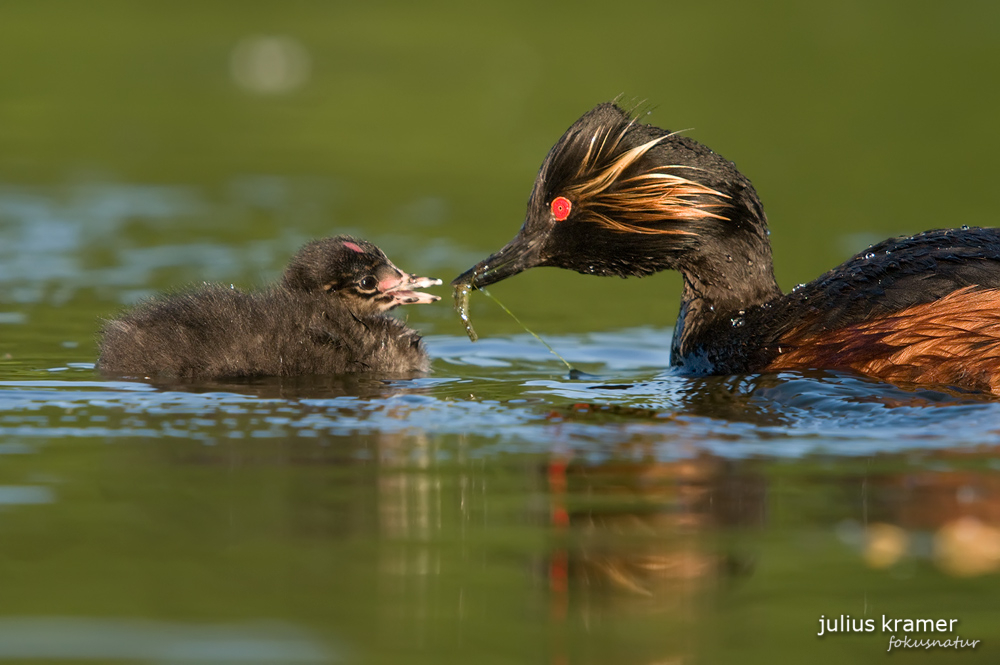 Schwarzhalstaucher (Podiceps nigricollis) mit Jungen