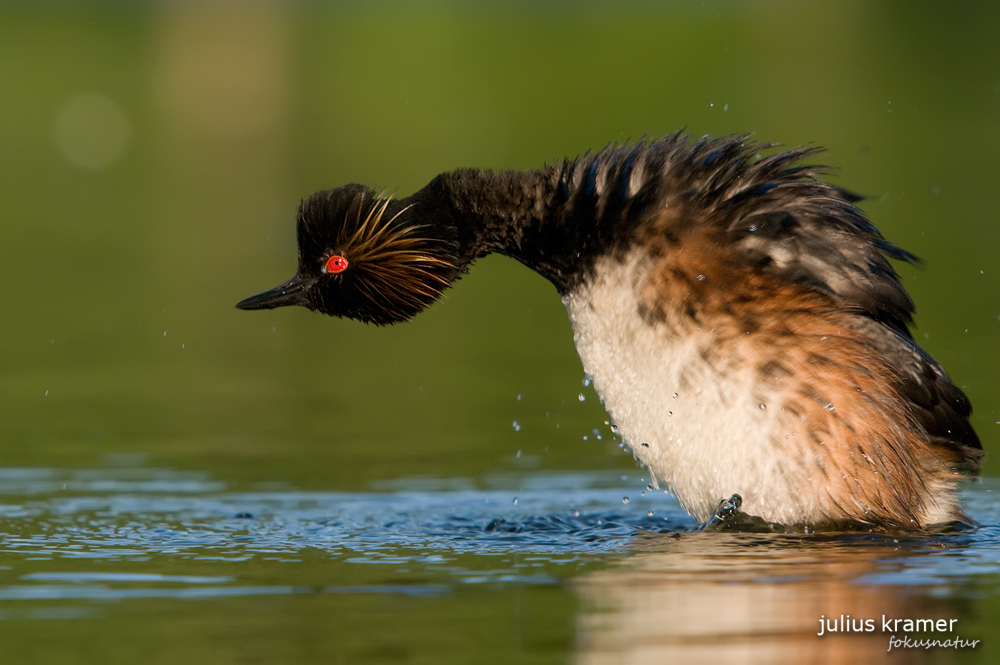 Schwarzhalstaucher (Podiceps nigricollis) schüttelt sich